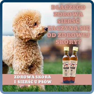 Dlaczego zdrowa sierść zaczyna się od zdrowej skóry? Zdrowa sierść i skóra u psów